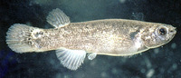 Rivulus marmoratus, Mangrove rivulus: aquarium, bait