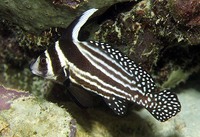 Equetus punctatus, Spotted drum: fisheries, aquarium