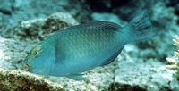 Chlorurus frontalis, Tan-faced parrotfish: aquarium