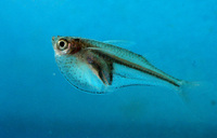 Gasteropelecus levis, Silver hatchetfish: aquarium