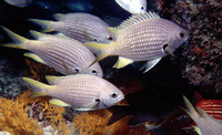 Chromis lubbocki, Lubbock's chromis: