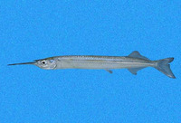 Hyporhamphus snyderi, Skipper halfbeak: