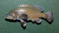 Acanthistius ocellatus, :