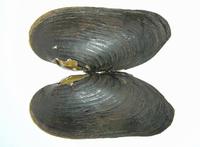 Margaritifera margaritifera - Freshwater Pearly Mussel