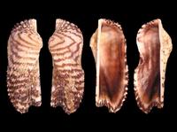 Arca noae - arkshell