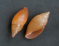 Euglandina rosea - Rosey Wolfsnail