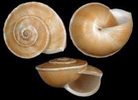 Theba pisana arietina
