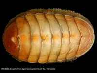 Leptochiton algesirensis