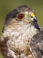 Accipiter striatus - Sharp-shinned Hawk