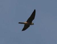 Falco longipennis - Australian Hobby