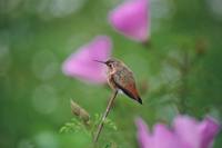 Selasphorus sasin - Allen's Hummingbird
