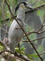 Cochlearius cochlearius - Boat-billed Heron
