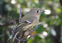 Regulus calendula - Ruby-crowned Kinglet