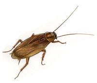 Image of: Blattella germanica (german cockroach)