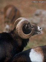 Ovis musimon - European Mouflon Sheep