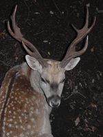 Dama mesopotamica - Persian Fallow Deer