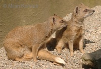 Cynictis penicillata - Yellow Mongoose