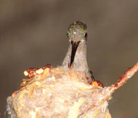 Image of: Archilochus alexandri (black-chinned hummingbird)