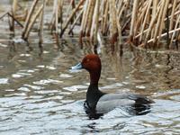 Image of: Aythya americana (redhead)