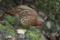 Image of: Bambusicola thoracicus (Chinese bamboo partridge)