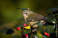 Image of: Dendroica caerulescens (black-throated blue warbler)