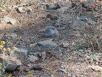 Image of: Junco hyemalis (dark-eyed junco)