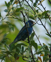 Image of: Passerina cyanea (indigo bunting)