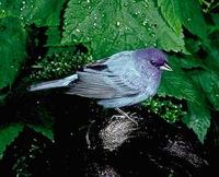 Image of: Passerina cyanea (indigo bunting)