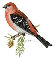 Image of: Pinicola enucleator (pine grosbeak)