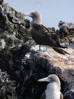 Image of: Sula nebouxii (blue-footed booby)