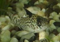 Image of: Corydoras punctatus