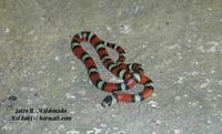 Image of: Lampropeltis triangulum (milk snake)
