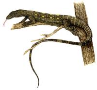 Image of: Varanus salvadorii