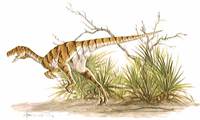 Dromaeosaurus