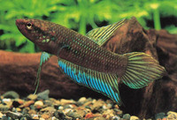 Betta dimidiata