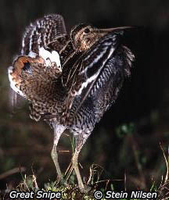 Great Snipe - Gallinago media