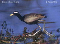 Bronze-winged Jacana - Metopidius indicus