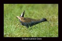 Spotted Crake