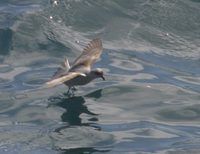 Fork-tailed Storm-Petrel - Oceanodroma furcata