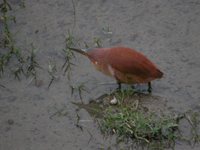 Cinnamon Bittern - Ixobrychus cinnamomeus