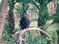 Madagascar Fish-Eagle - Haliaeetus vociferoides