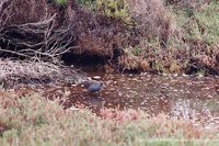 Australian Crake - Porzana fluminea