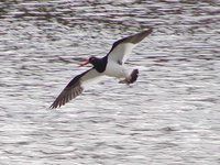 Magellanic Oystercatcher - Haematopus leucopodus