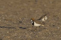 Two-banded Plover - Charadrius falklandicus