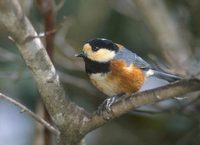 Varied Tit (Parus varius) photo