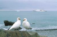 Snowy Sheathbill (Chionis alba) photo