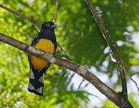 White-tailed Trogon (Trogon viridis) photo