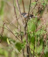 Pale-breasted Spinetail (Synallaxis albescens) photo