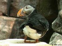 Atlantic Puffin - Fratercula arctica