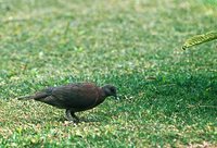 Madagascar Turtle-Dove - Streptopelia picturata